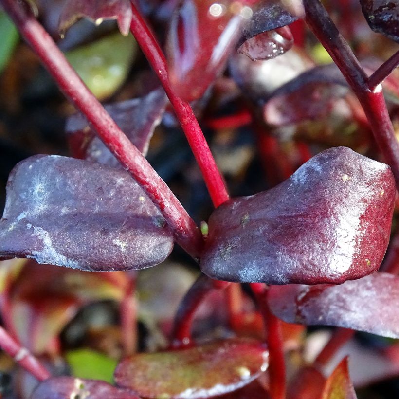 Sedum Chocolate, Orpin (Foliage)