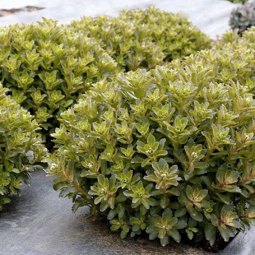 Sedum Double Martini - Orpin (Foliage)