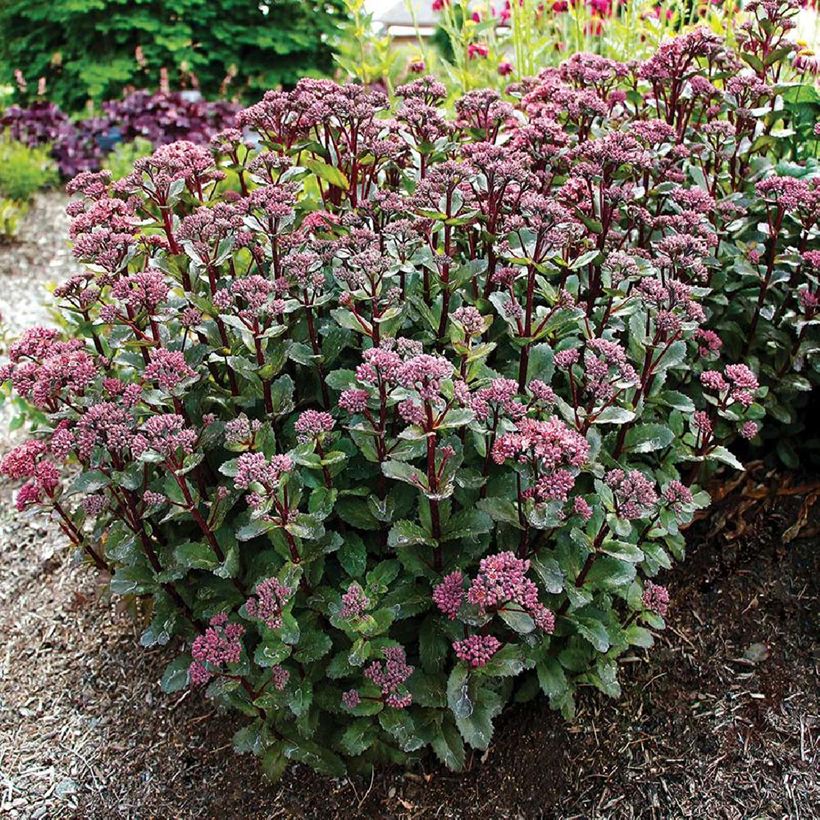 Sedum Double Martini - Orpin (Plant habit)