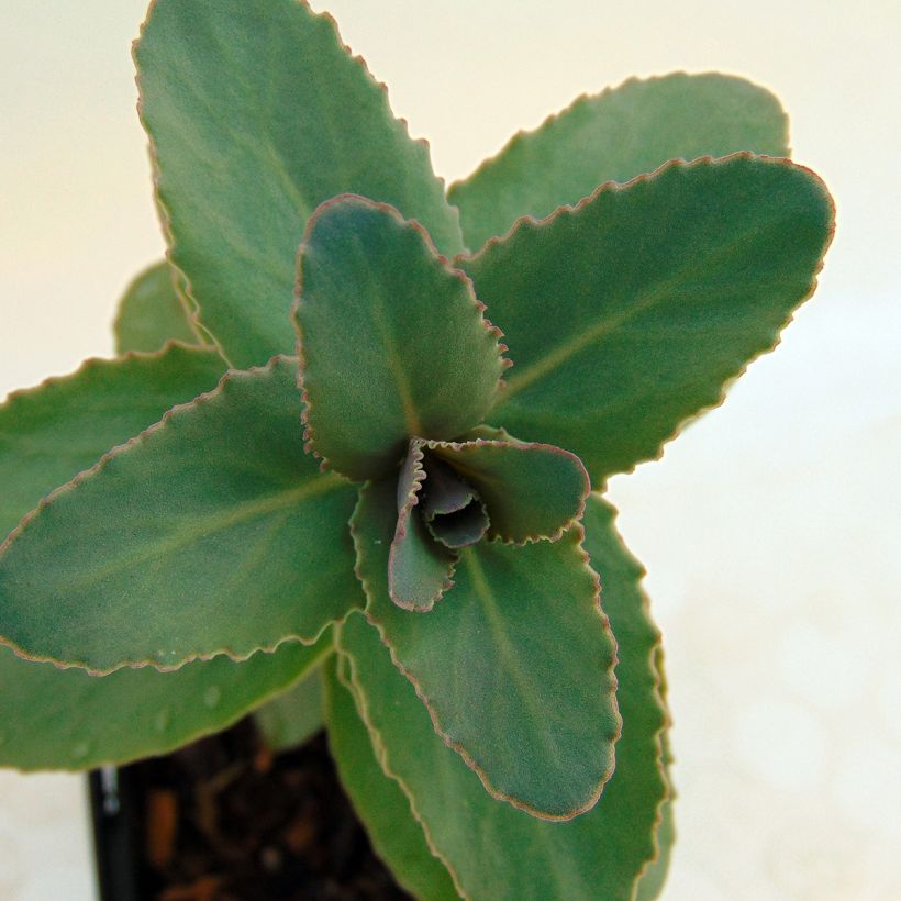 Sedum Eline - Orpin  (Foliage)