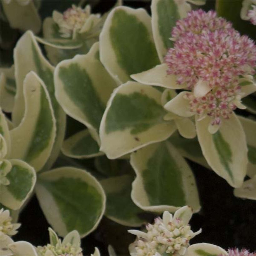 Sedum Frosted Fire - Orpin d'automne. (Foliage)