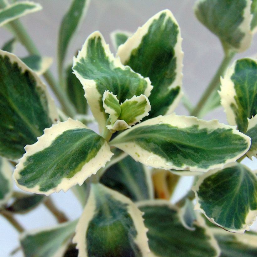 Sedum Frosty Morn, Orpin (Foliage)