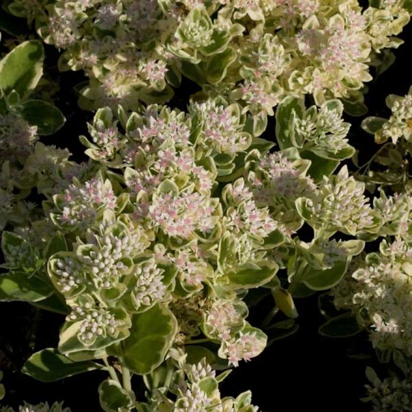 Sedum Frosty Morn, Orpin (Flowering)