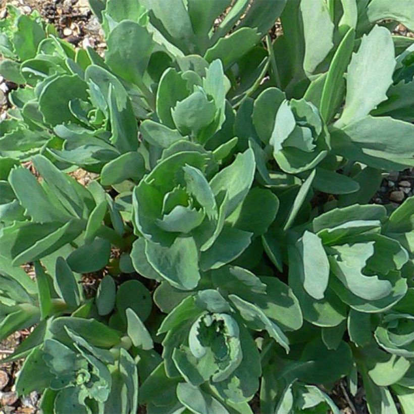 Sedum Herbstfreude ou Autumn Joy  (Foliage)