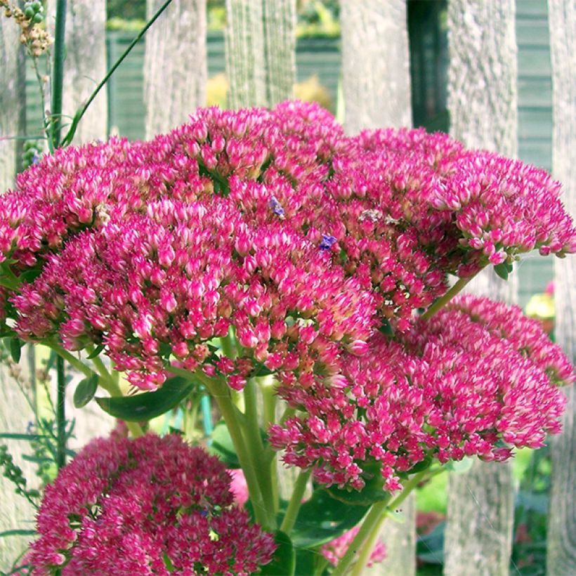 Sedum Herbstfreude ou Autumn Joy  (Flowering)