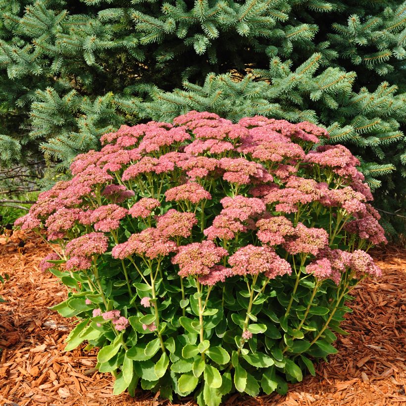 Sedum Herbstfreude ou Autumn Joy  (Plant habit)