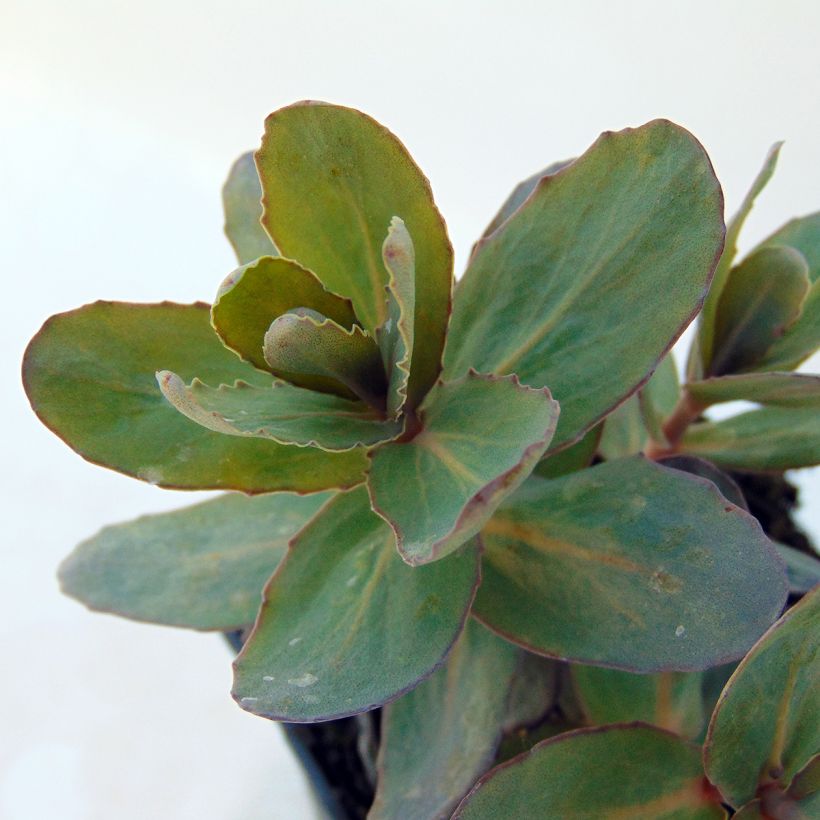 Sedum Jose Aubergine - Orpin (Foliage)