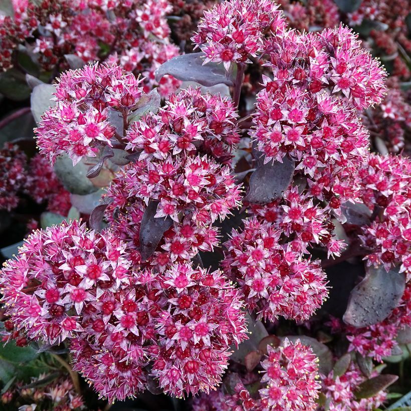 Sedum Jose Aubergine - Orpin (Flowering)