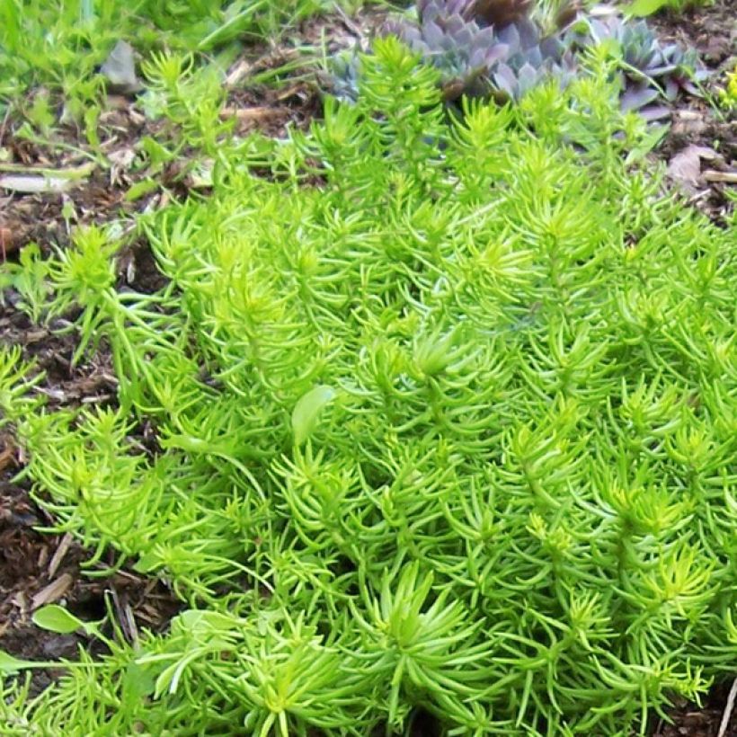 Sedum Lemon Ball - Orpin rampant (Foliage)