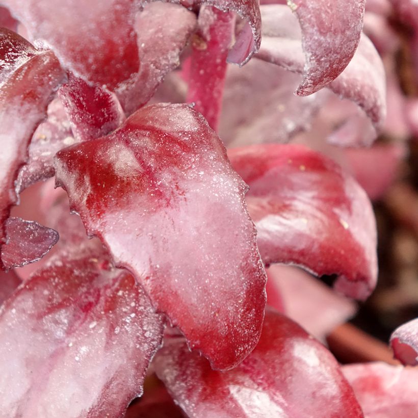 Sedum Mojave Jewels Diamond - Orpin d'automne  (Foliage)