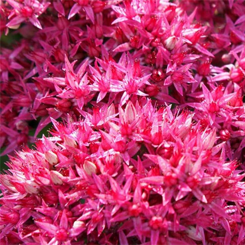 Sedum Mr Goodbud - Orpin d'automne (Flowering)