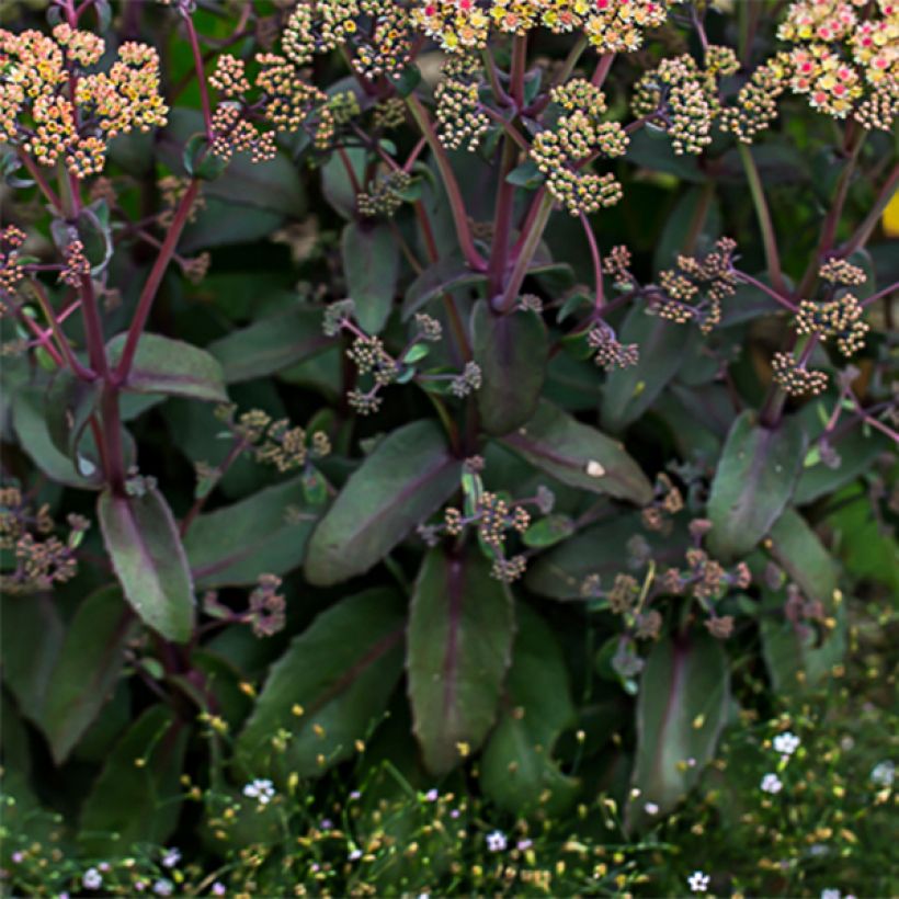 Sedum Orange Xenox - Orpin d'automne (Foliage)