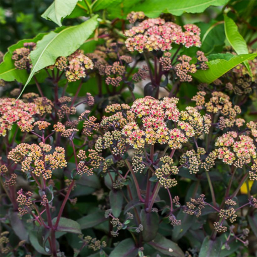 Sedum Orange Xenox - Orpin d'automne (Flowering)