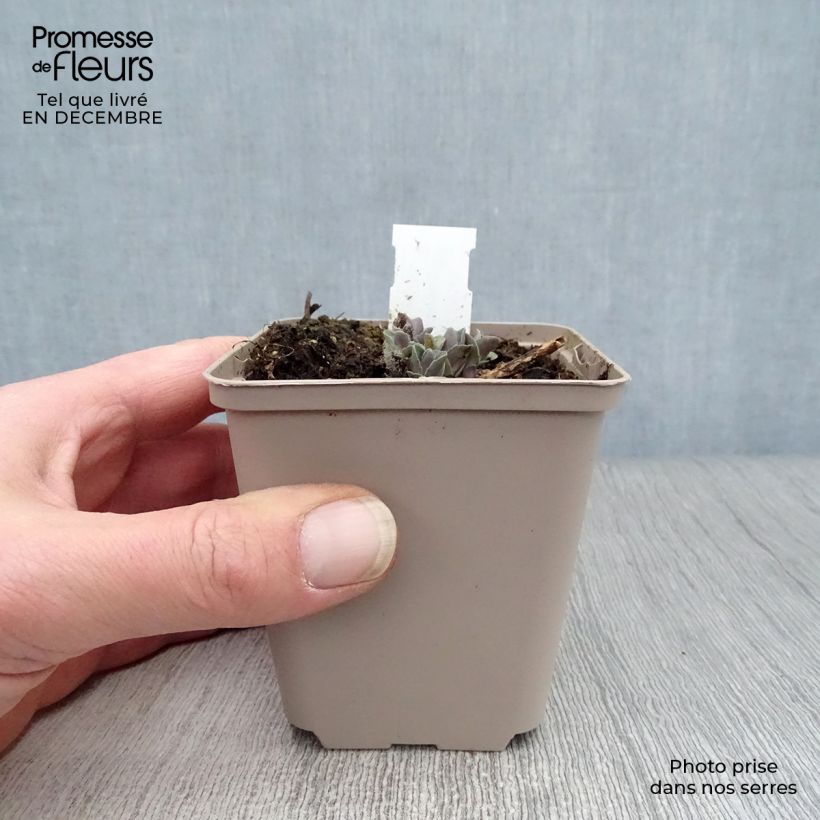 Example of Sedum Orange Xenox - Orpin d'automne Godet de 8/9 cm as you get in hiver