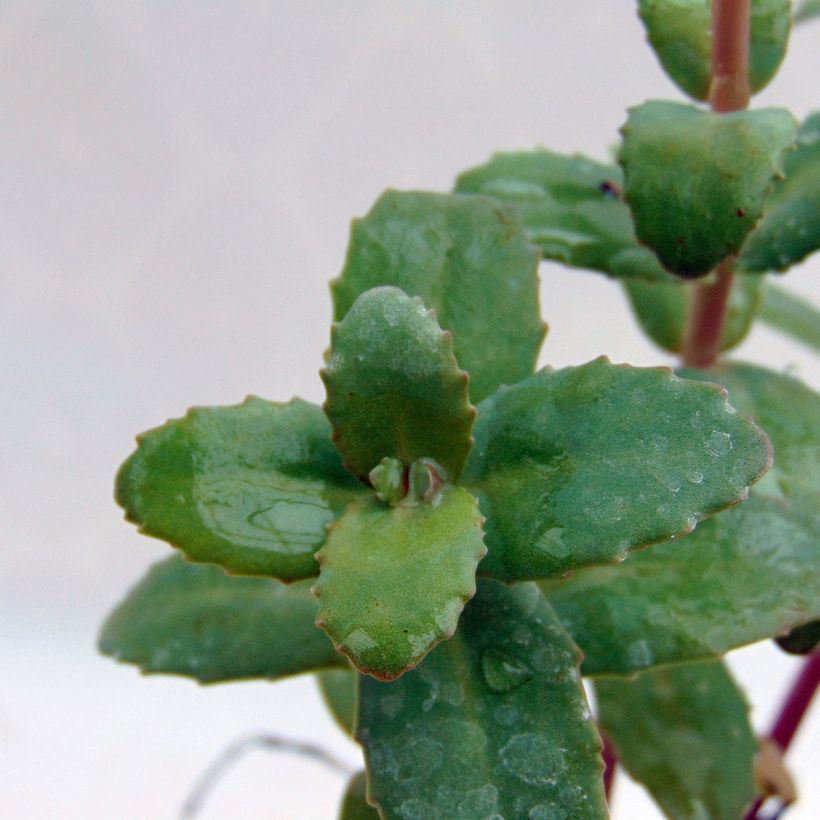 Sedum Red Cauli - Orpin (Foliage)