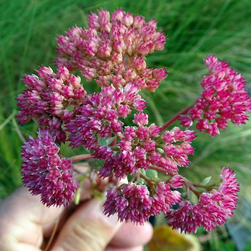 Sedum Red Cauli - Orpin (Flowering)
