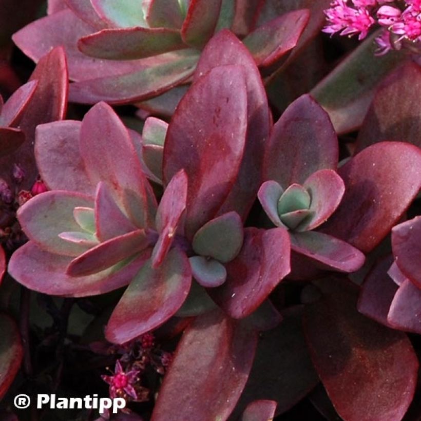Sedum Sunsparkler Firecracker - Orpin  (Foliage)