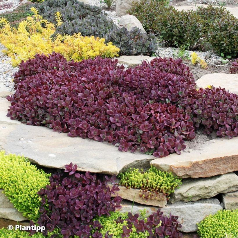 Sedum Sunsparkler Firecracker - Orpin  (Plant habit)