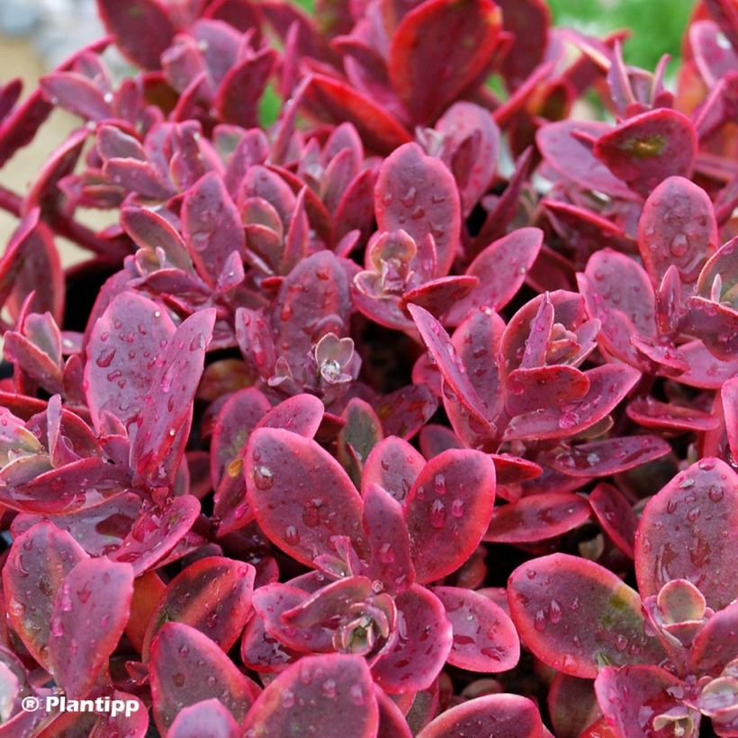 Sedum SUNSPARKLER® Wildfire - Orpin (Foliage)
