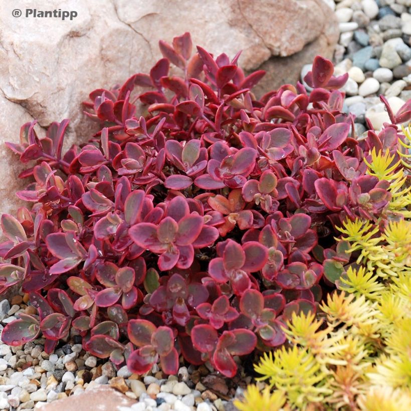 Sedum SUNSPARKLER® Wildfire - Orpin (Plant habit)