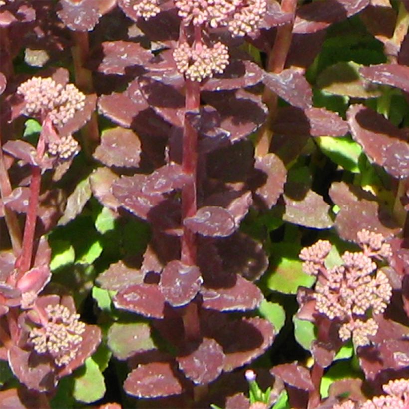 Sedum Stewed Rhubarb Mountain - Orpin d'Automne (Foliage)