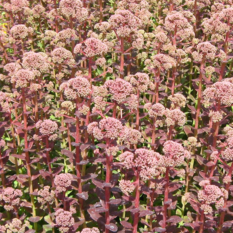 Sedum Stewed Rhubarb Mountain - Orpin d'Automne (Flowering)