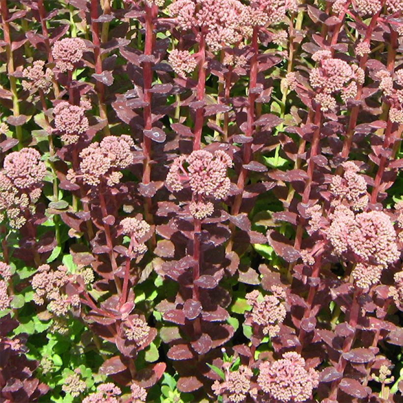 Sedum Stewed Rhubarb Mountain - Orpin d'Automne (Plant habit)
