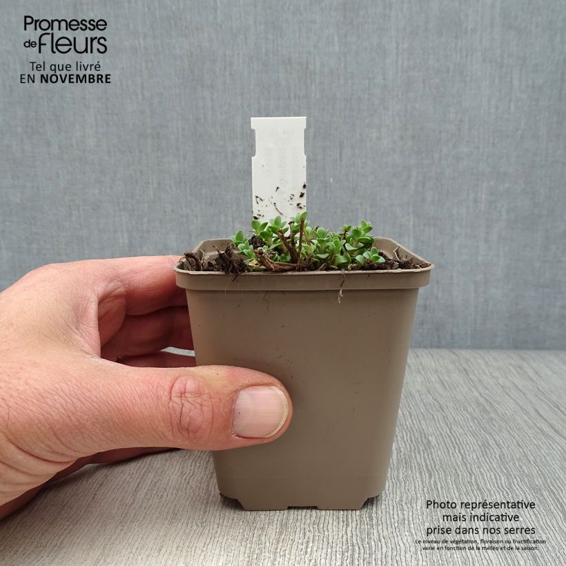 Example of Sedum Sunsparkler Firecracker - Orpin  Godet de 8/9 cm as you get in automne