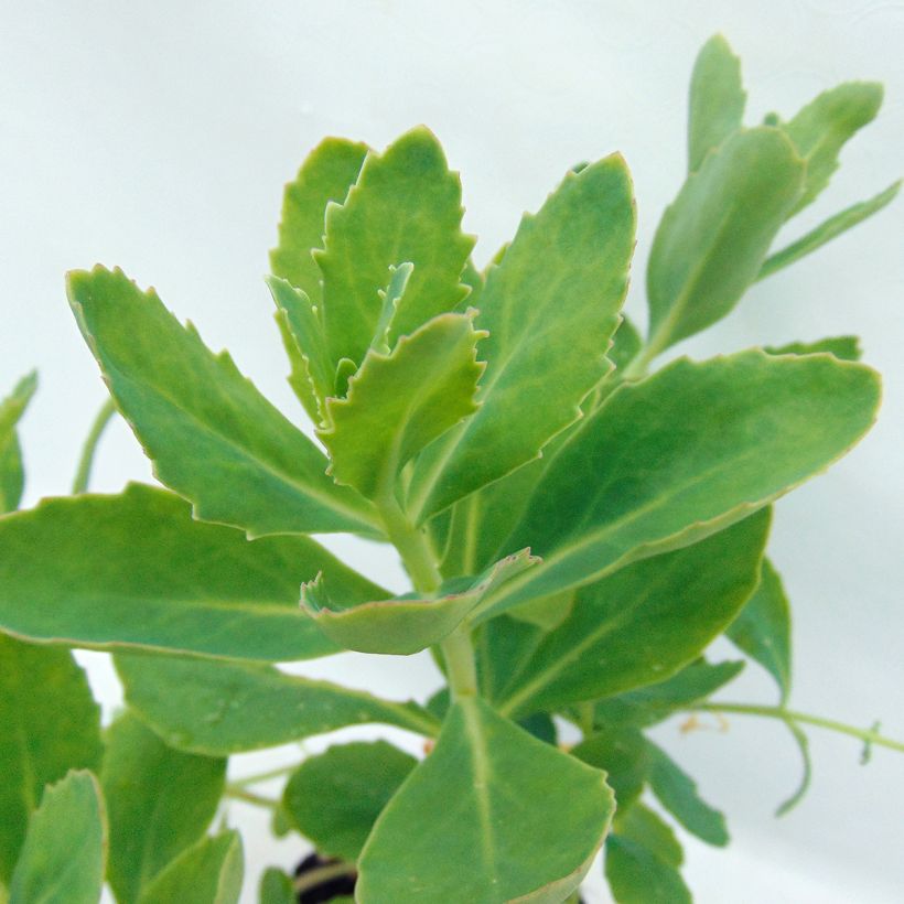 Sedum Tropical Night - Orpin d'automne (Foliage)