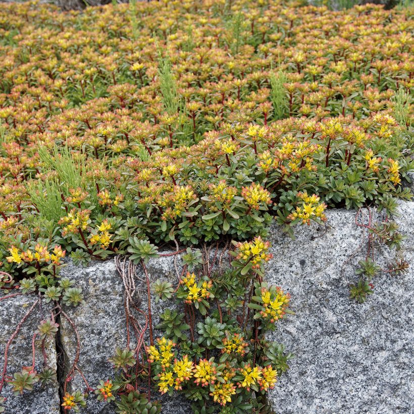 Sedum Weihenstephaner Gold - Orpin jaune (Plant habit)