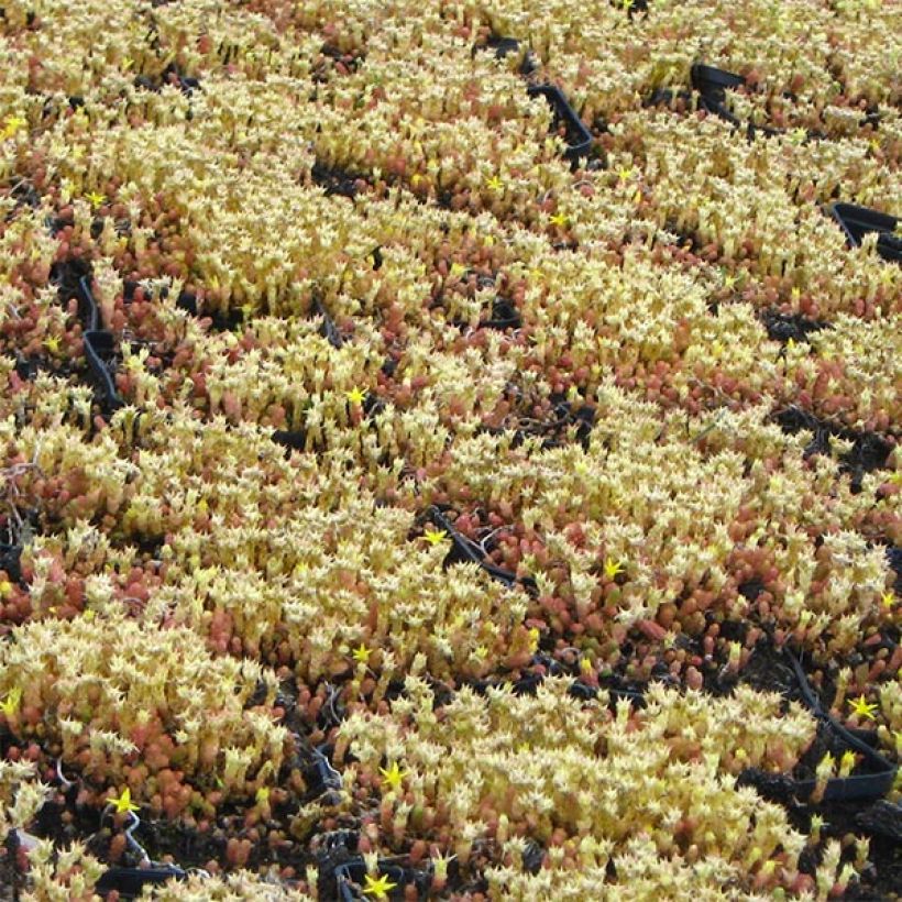 Sedum acre Yellow Queen - Orpin jaune (Plant habit)