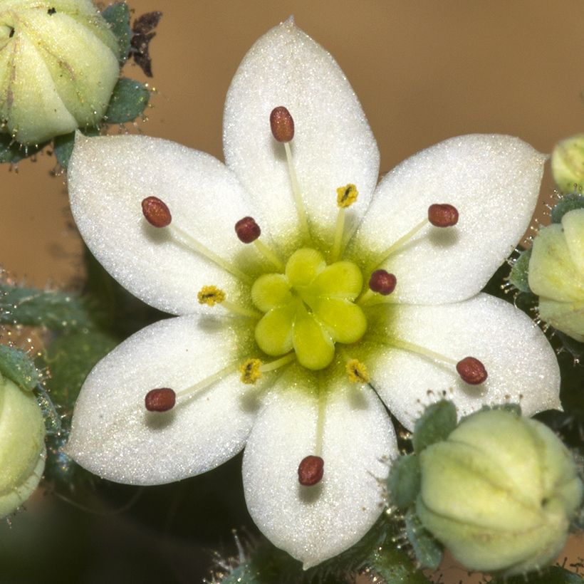 Sedum dasyphyllum - Orpin à feuilles épaisses (Flowering)