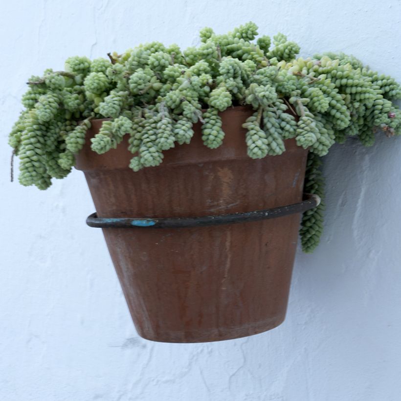 Sedum dasyphyllum - Orpin à feuilles épaisses (Plant habit)