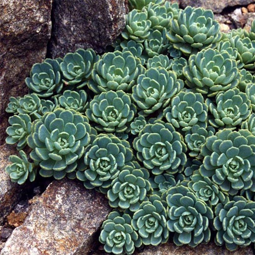 Sedum pachyclados - Orpin pachyclados (Foliage)