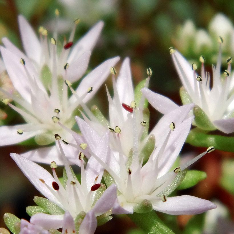 Sedum pulchellum - Orpin (Flowering)