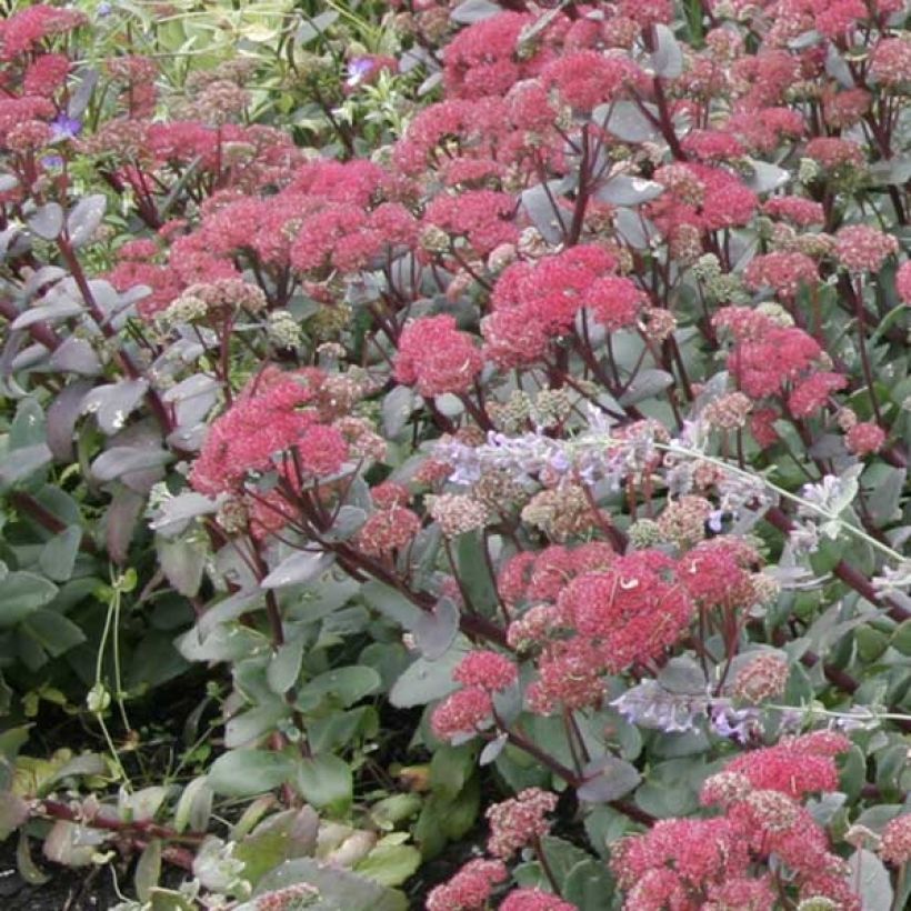 Sedum Red Cauli - Orpin (Plant habit)