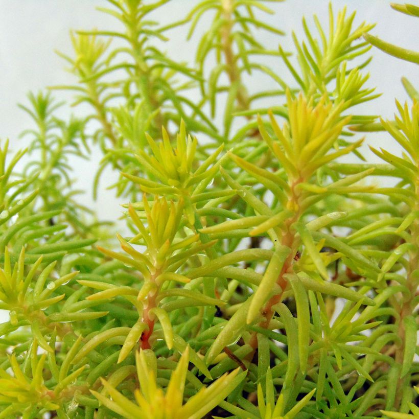 Sedum reflexum Angelina - Orpin (Foliage)