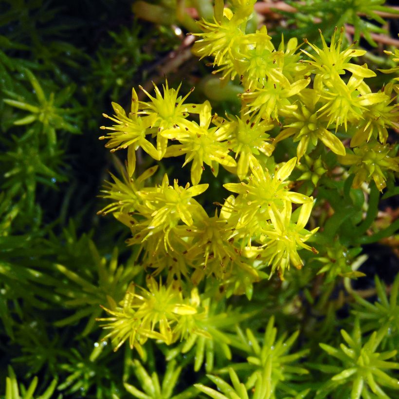 Sedum reflexum Angelina - Orpin (Flowering)