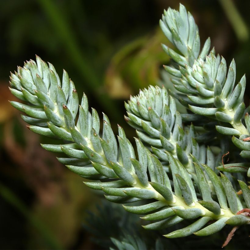 Sedum reflexum - Orpin des rochers, Orpin réfléchi (Foliage)