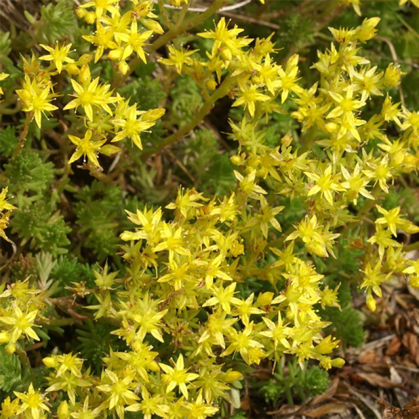 Sedum sexangulare - Orpin à six angles (Flowering)