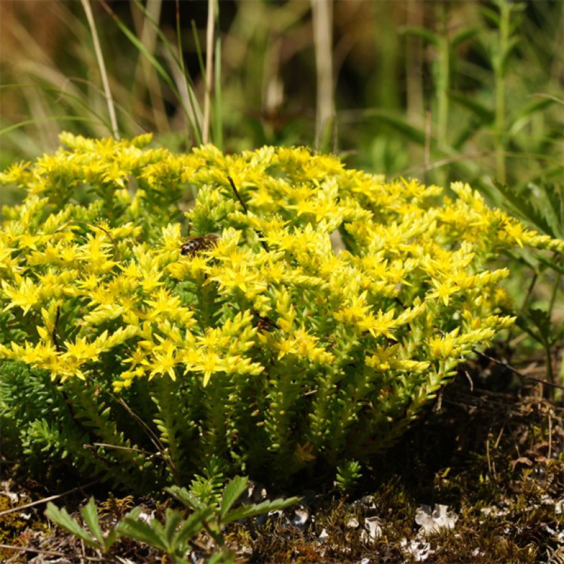 Sedum sexangulare - Orpin à six angles (Plant habit)