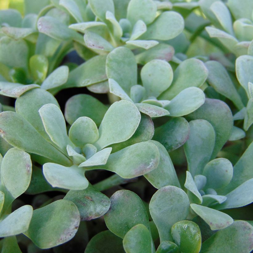 Sedum spathulifolium Purpureum - Orpin (Foliage)