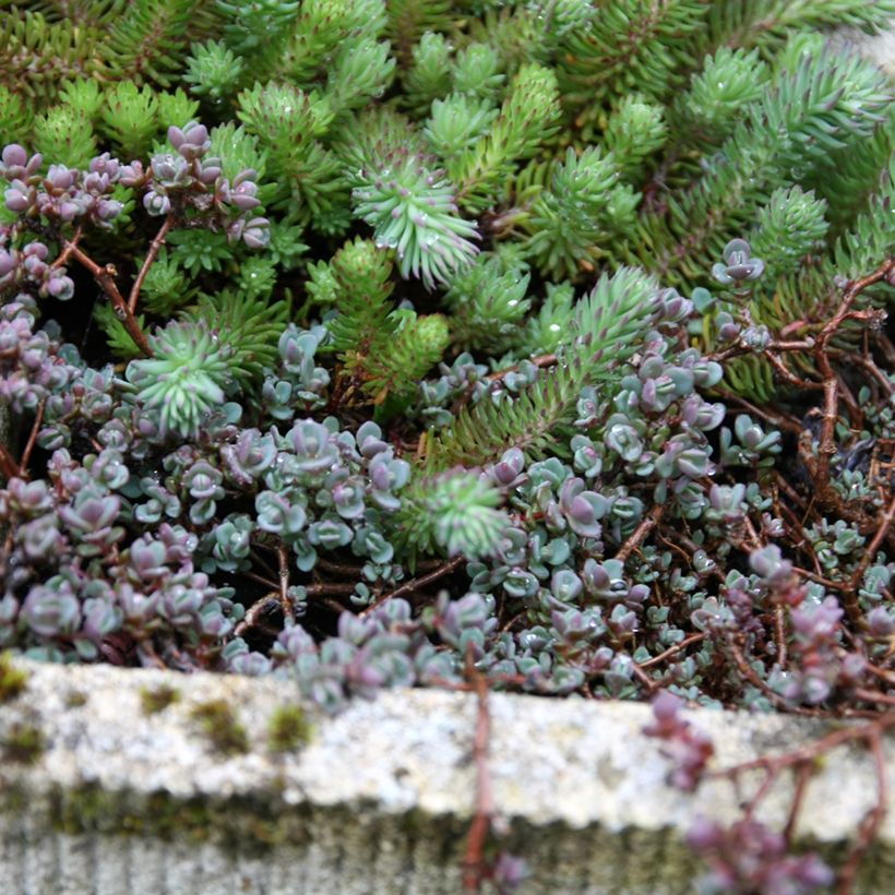 Sedum spathulifolium Purpureum - Orpin (Plant habit)