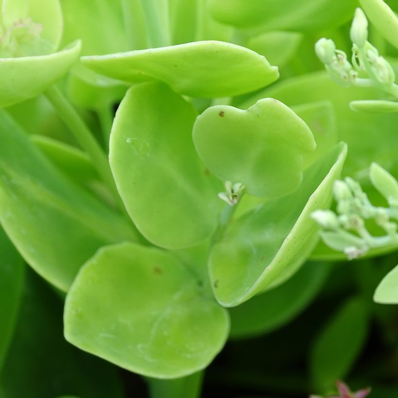 Sedum spectabile Brilliant - Grand Orpin d'automne (Foliage)