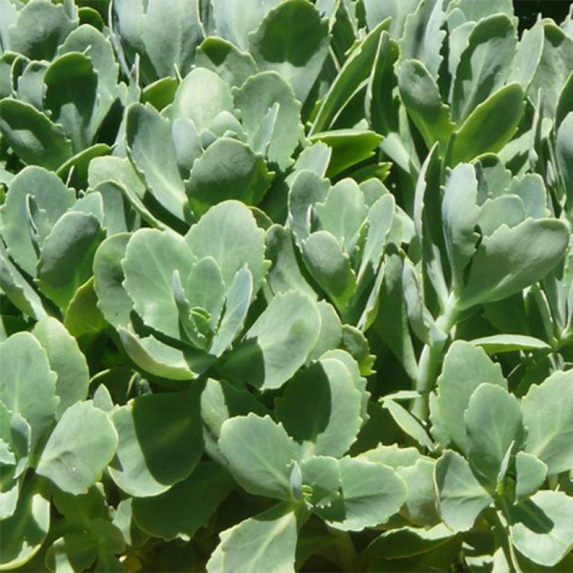 Sedum spectabile Carmen - Orpin d'Automne (Foliage)