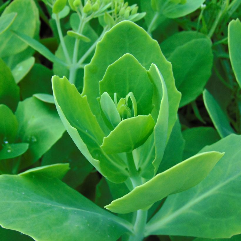Sedum spectabile Meteor - Orpin d'automne (Foliage)