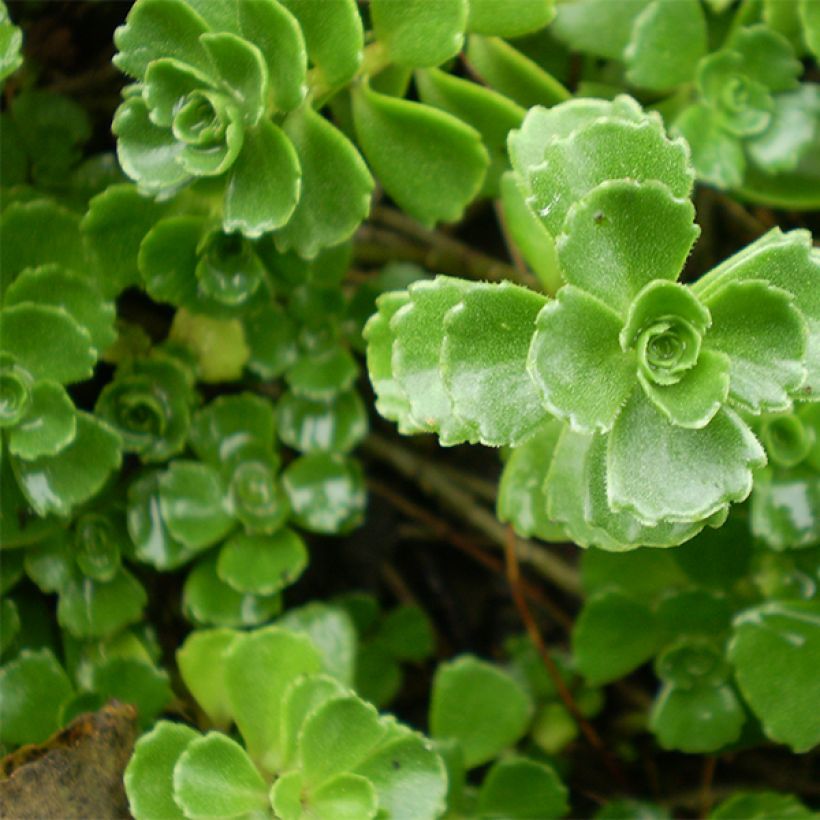 Sedum spurium Album Superbum - Orpin (Foliage)