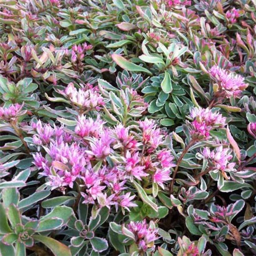 Sedum spurium Variegatum - Orpin panaché (Flowering)