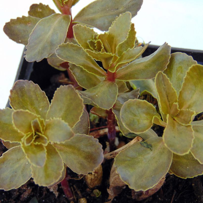 Sedum telephium El Cid - Orpin (Foliage)