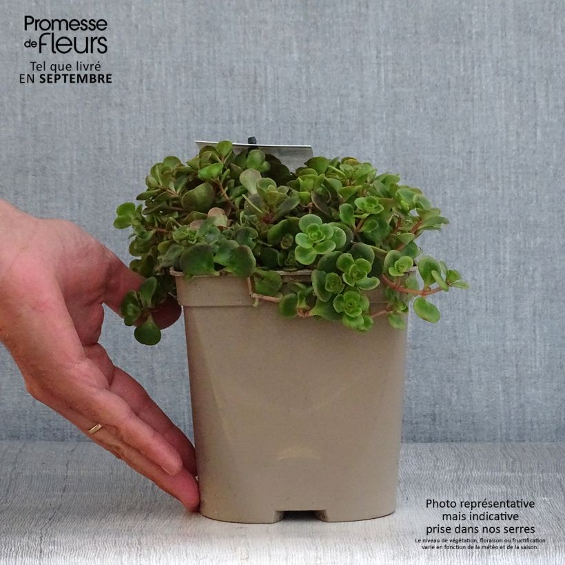 Example of Sedum tetractinum Coral Reef - Orpin Pot de 2L/3L as you get in automne